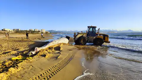 Ballena muerta aparecida en la playa de El Altet de Elche. Ballena muerta aparecida en la playa de El Altet de Elche.