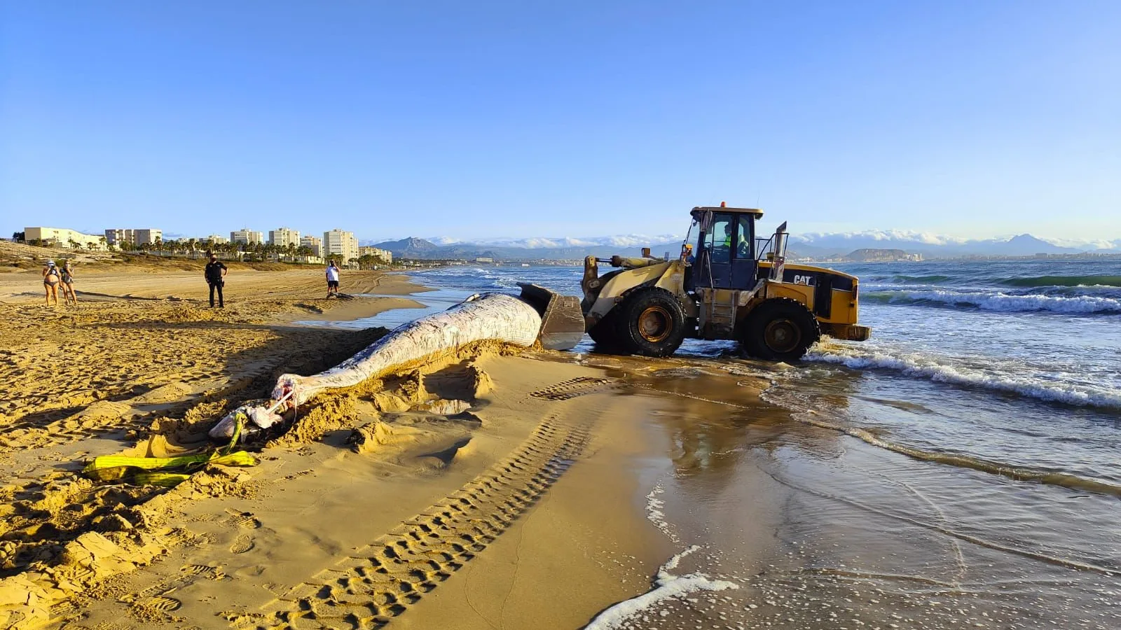 Ballena muerta aparecida en la playa de El Altet de Elche. Ballena muerta aparecida en la playa de El Altet de Elche.