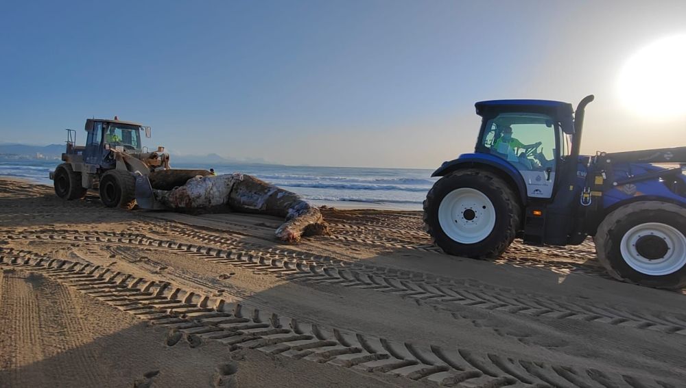 Ballena muerta aparecida en la playa de El Altet de Elche.