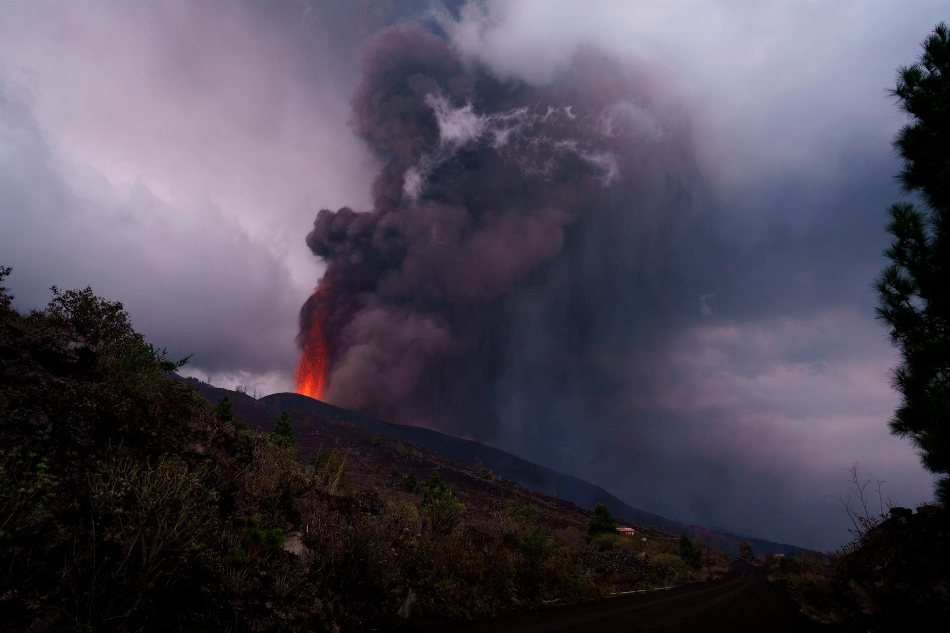 ¿En qué situación se encuentran los animales afectados por el volcán de La Palma? ¿En qué situación se encuentran los animales afectados por el volcán de La Palma?