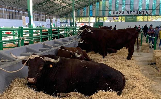 Una jornada técnica de la Cámara de Comercio de Badajoz da a conocer en Zafra el mercado de México Una jornada técnica de la Cámara de Comercio de Badajoz da a conocer en Zafra el mercado de México