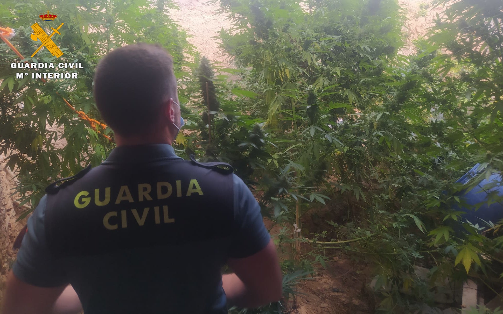Investigado por cultivar cannabis en un corral: ocho plantas intervenidas y 12.100 posibles dosis que no llegarán al mercado Investigado por cultivar cannabis en un corral: ocho plantas intervenidas y 12.100 posibles dosis que no llegarán al mercado