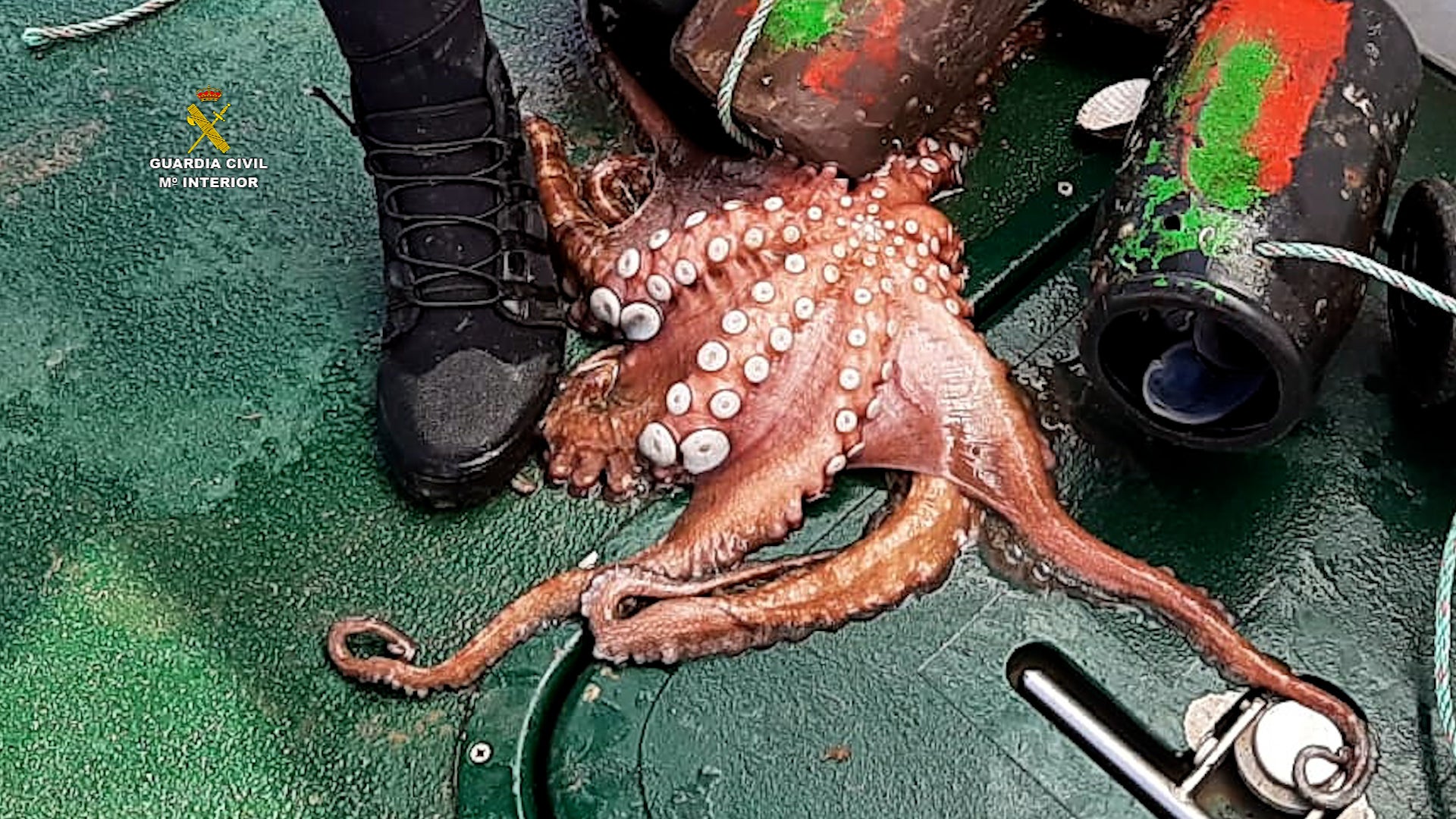 Liberados más de 260 kilos de pulpos vivos atrapados en "nasas" ilegales en Santoña Liberados más de 260 kilos de pulpos vivos atrapados en "nasas" ilegales en Santoña