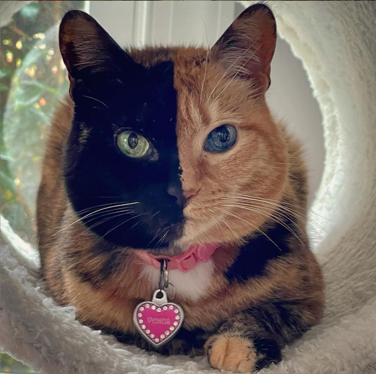Venus, la gata de las dos caras: "Soy como un helado de dos sabores y ésto tiene una explicación científica" Venus, la gata de las dos caras: "Soy como un helado de dos sabores y ésto tiene una explicación científica"