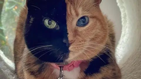 Venus, la gata de las dos caras Venus, la gata de las dos caras