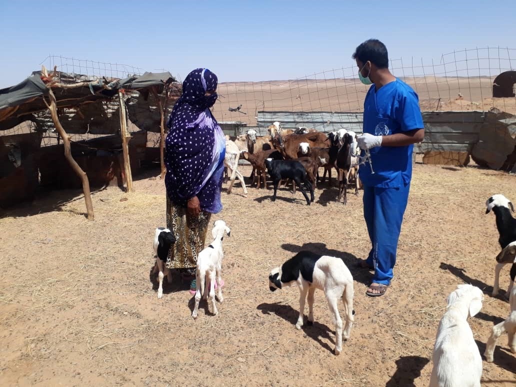 Alouda, una asociación aragonesa de ayuda al pueblo Saharaui a través de los animales Alouda, una asociación aragonesa de ayuda al pueblo Saharaui a través de los animales
