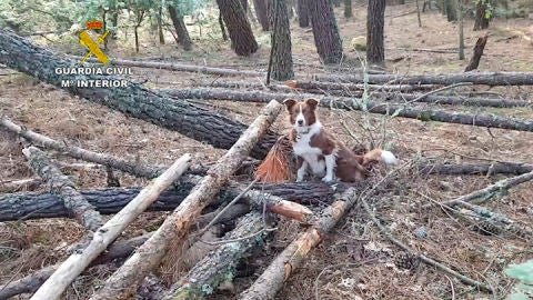 Trudy, la perra detectora de cebos envenenados de la Guardia Civil