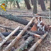 Trudy, la perra detectora de cebos envenenados de la Guardia Civil