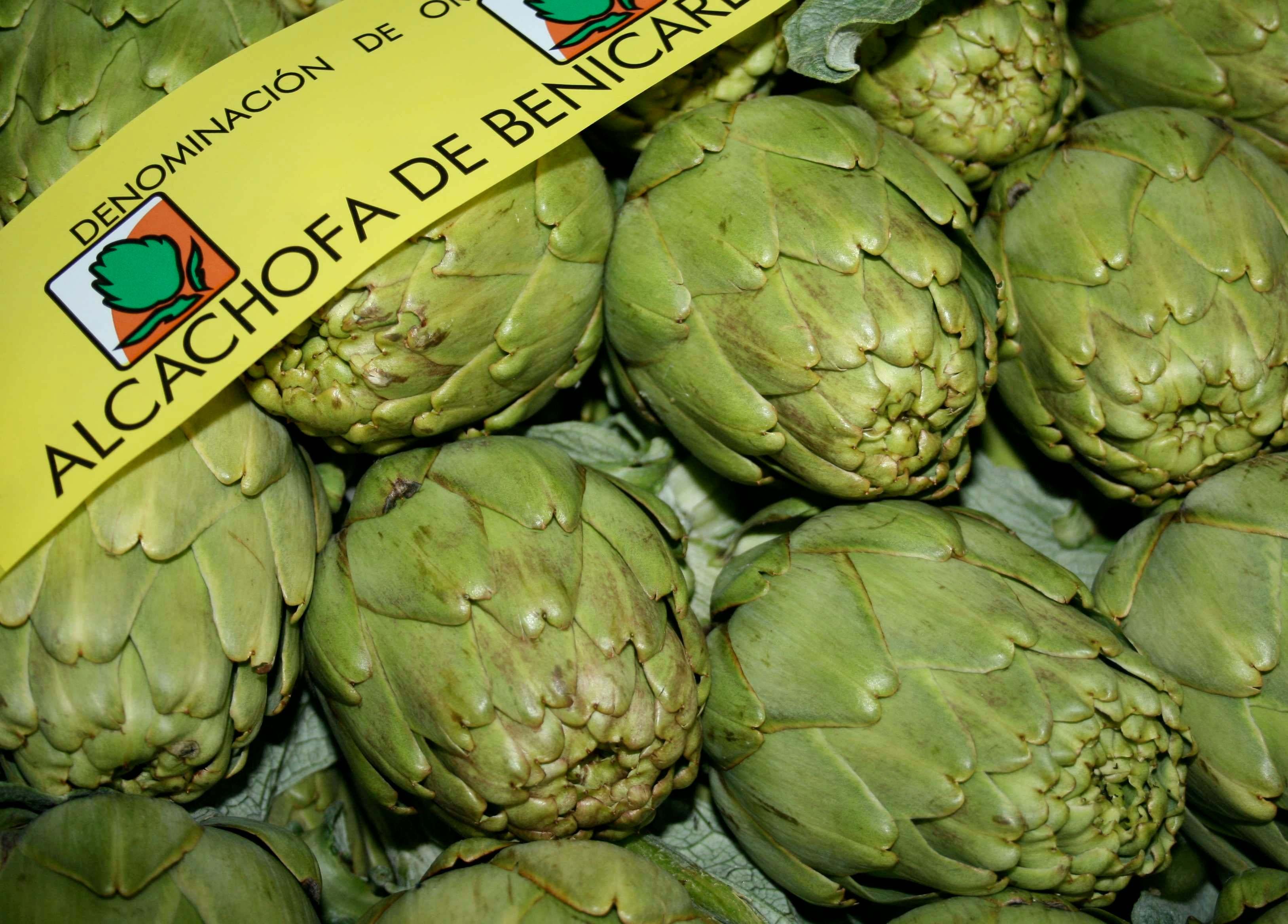 Los productores auguran pérdidas del 25% de alcachofa por las lluvias de octubre Los productores auguran pérdidas del 25% de alcachofa por las lluvias de octubre