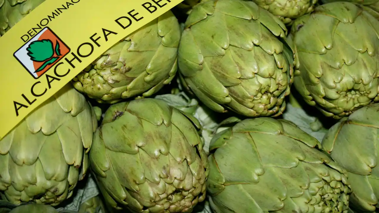 Alcachofa de Benicarló. Alcachofa de Benicarló.