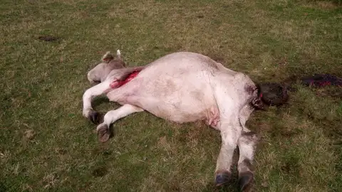 ASAJA denuncia un nuevo ataque de lobos a la ganadería del norte de Palencia Montaña Palentina