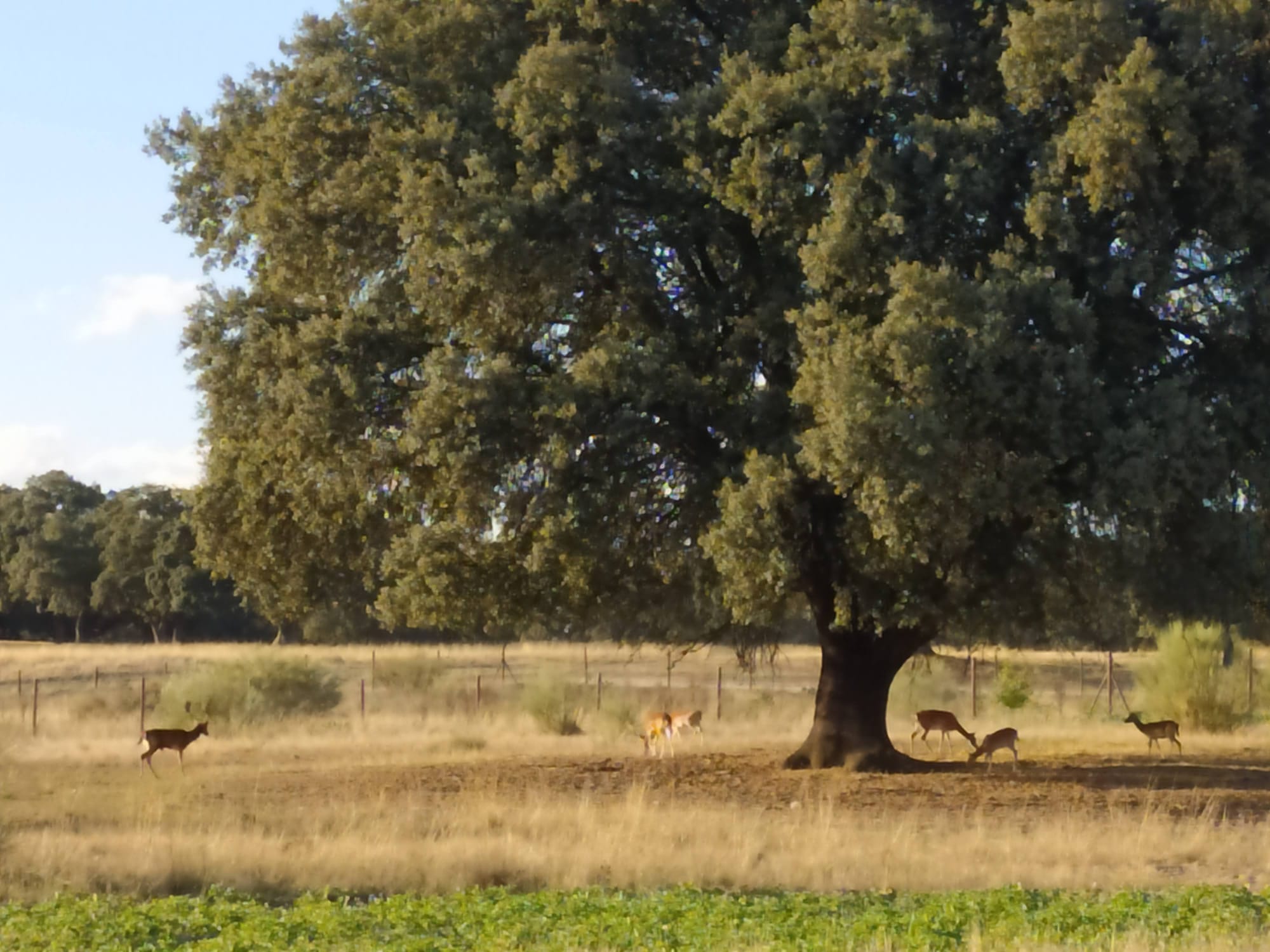 Berrea y ronca en Madrid Berrea y ronca en Madrid