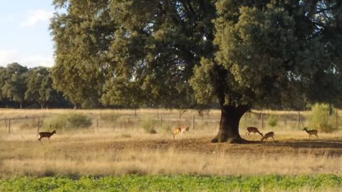 Berrea. Br&uacute;jula de Madrid