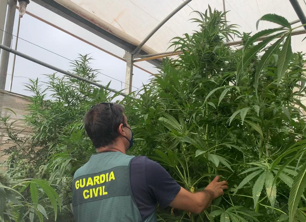 Decomisan 500 plantas de marihuana en Vícar y detienen a dos personas Decomisan 500 plantas de marihuana en Vícar y detienen a dos personas