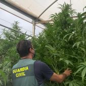 La Guardia Civil detecta ocho plantaciones de marihuana que se hacían pasar por empresas de cáñamo industrial 