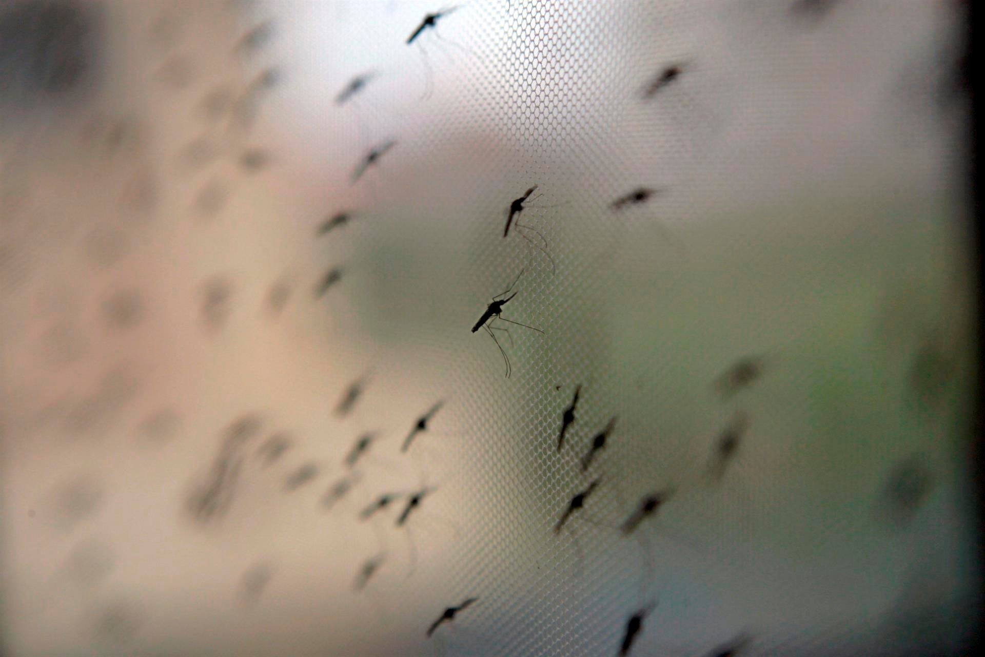 El PPCS insiste en el problema de los mosquitos El PPCS insiste en el problema de los mosquitos