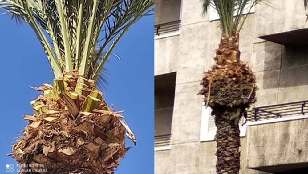 Dos de las palmeras podadas. Dos de las palmeras podadas.