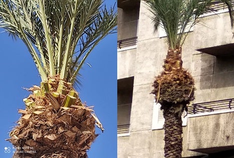 La Colla Ecologista-Cultural 'El Campanà' de Crevillent denuncia la poda de espacios verdes La Colla Ecologista-Cultural 'El Campanà' de Crevillent denuncia la poda de espacios verdes
