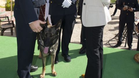 Agente y K9 distinguido