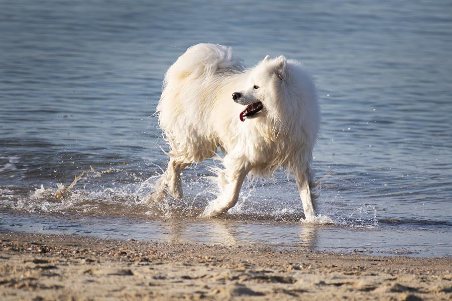 Vota: ¿Cree que es necesaria la ley de protección animal? Vota: ¿Cree que es necesaria la ley de protección animal?