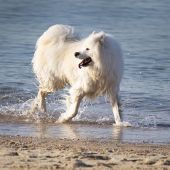Un perro en la playa