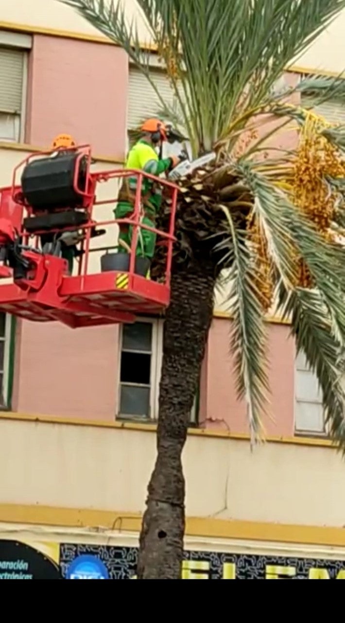 El Ayuntamiento de Elche suspende los trabajos externalizados de poda de palmeras de la vía pública El Ayuntamiento de Elche suspende los trabajos externalizados de poda de palmeras de la vía pública