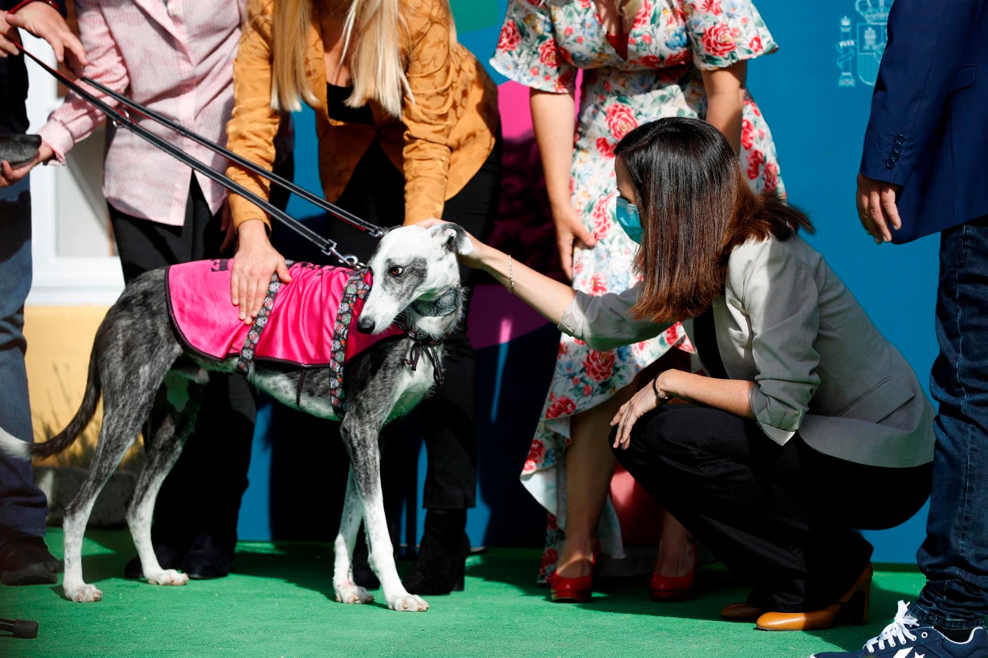 Verano, abandono y segundas oportunidades para los perros Verano, abandono y segundas oportunidades para los perros