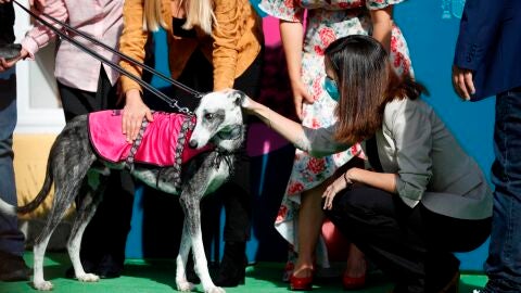 Adopci&oacute;n de perros