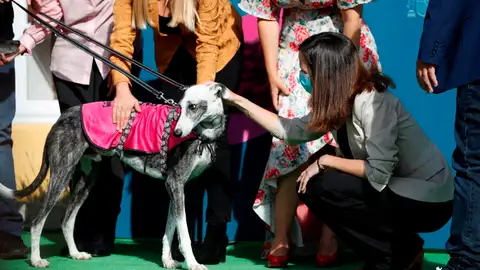 Adopción de perros Adopción de perros