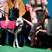 Adopción de perros