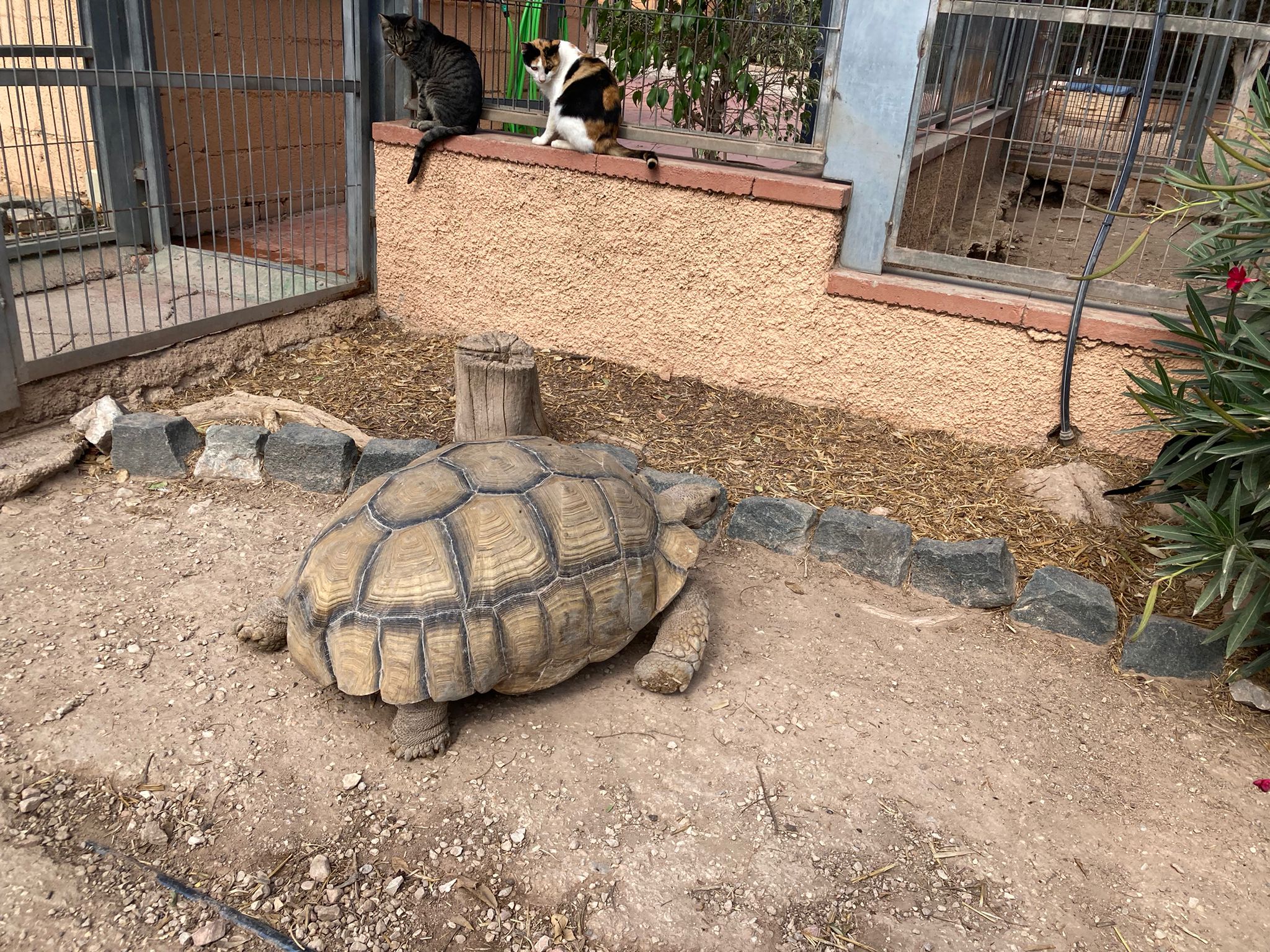 Raúl Mérida reclama centros específicos de protección para los animales encontrados en la ciudad Raúl Mérida reclama centros específicos de protección para los animales encontrados en la ciudad