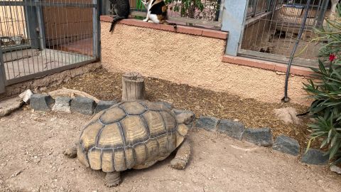 Tortuga sulcata