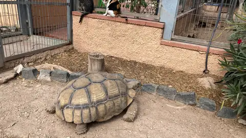 Tortuga sulcata Tortuga sulcata