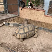Tortuga sulcata Tortuga sulcata