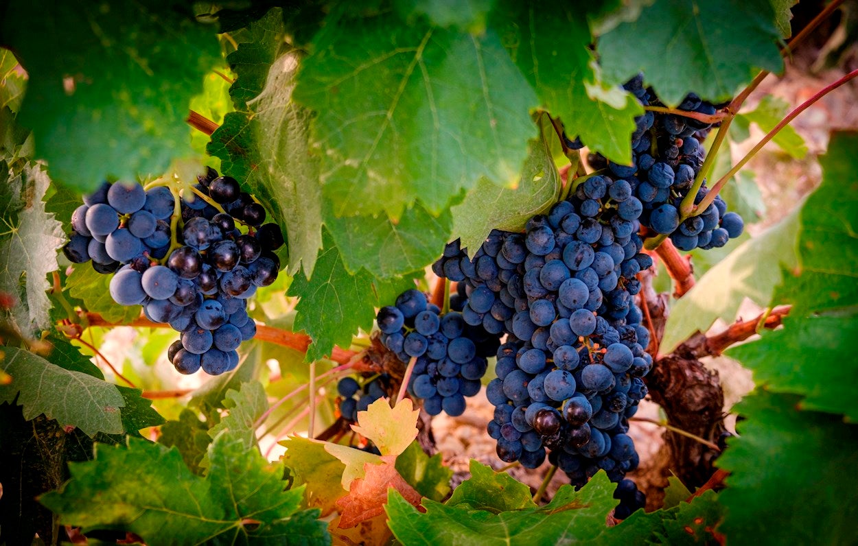 Ciencia en la Brújula: ¿Qué son los taninos del vino? Ciencia en la Brújula: ¿Qué son los taninos del vino?