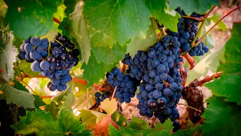 Ciencia en la Brújula: ¿Qué son los taninos del vino? Ciencia en la Brújula: ¿Qué son los taninos del vino?