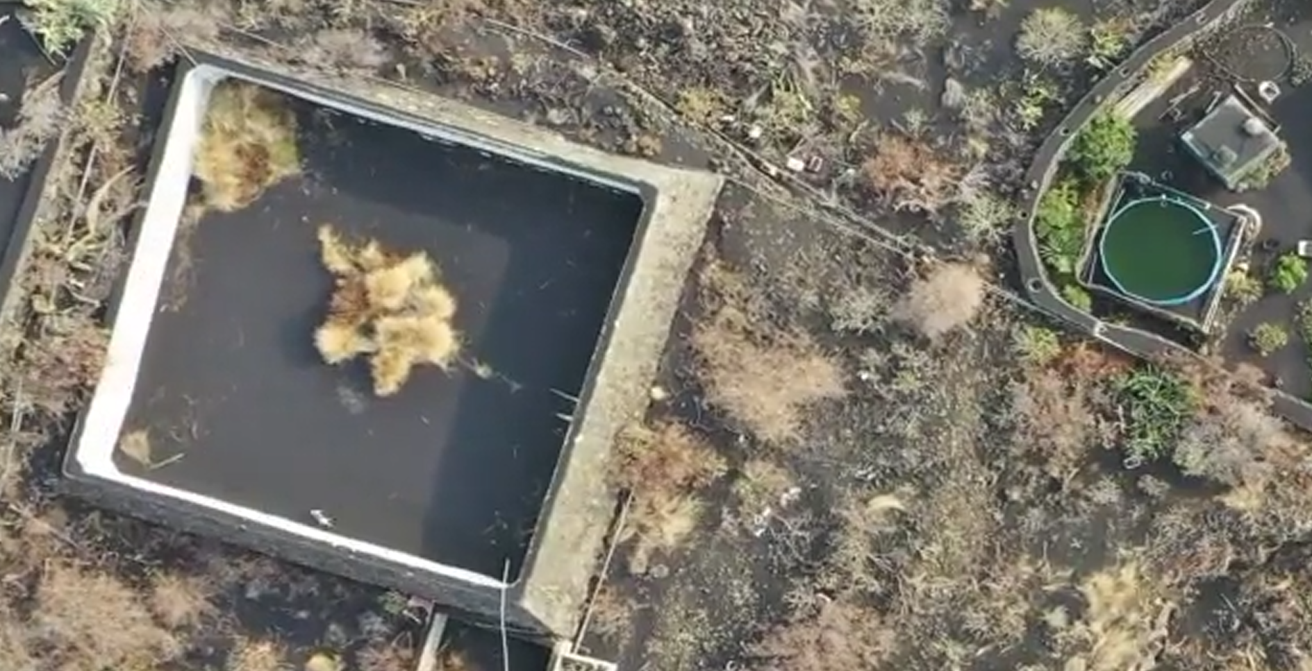 Las dramáticas imágenes de un gato encerrado en un estanque rodeado de lava en La Palma Las dramáticas imágenes de un gato encerrado en un estanque rodeado de lava en La Palma