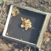 Las dramáticas imágenes de un gato encerrado en un estanque rodeado de lava en La Palma