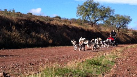 Mushing entre viñedos