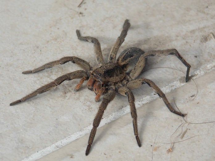 Las 257 especies de araña en Menorca, a estudio en las XX Jornadas Ibéricas Las 257 especies de araña en Menorca, a estudio en las XX Jornadas Ibéricas