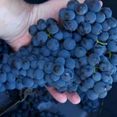 Imagen recogida uvas DO Valdepeñas Imagen recogida uvas DO Valdepeñas