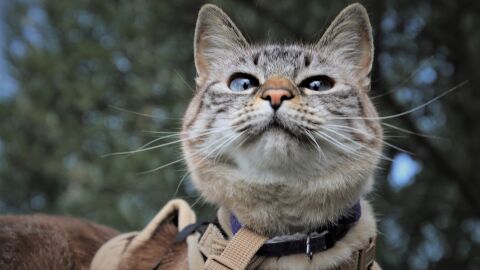 Gato con un arn&eacute;s