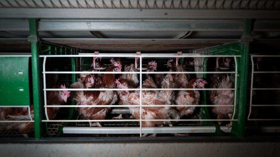 Cadáveres, parásitos y ratas: el vídeo de Equalia de una granja de gallinas enjauladas Cadáveres, parásitos y ratas: el vídeo de Equalia de una granja de gallinas enjauladas