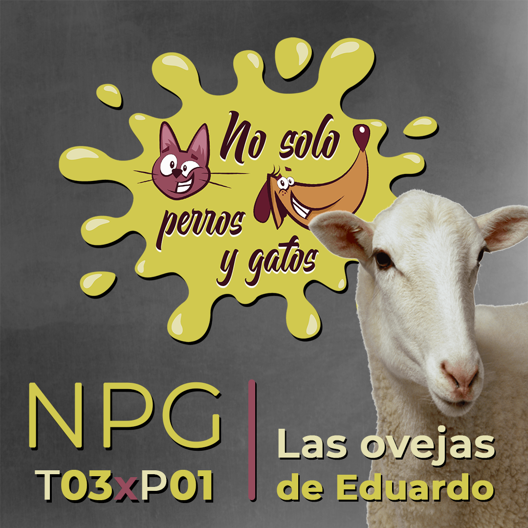 No Solo Perros y Gatos T03xE01: Entramos en tu casa para salir con las ovejas de Eduardo No Solo Perros y Gatos T03xE01: Entramos en tu casa para salir con las ovejas de Eduardo