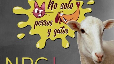 No Solo Perros y Gatos T03xE01: Entramos en tu casa para salir con las ovejas de Eduardo