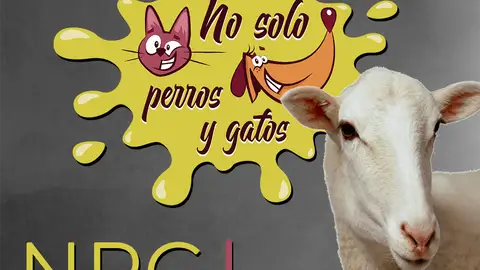 No Solo Perros y Gatos T03xE01: Entramos en tu casa para salir con las ovejas de Eduardo No Solo Perros y Gatos T03xE01: Entramos en tu casa para salir con las ovejas de Eduardo