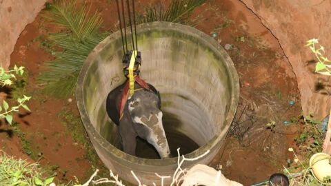 El elefante ca&iacute;do en un pozo en la India
