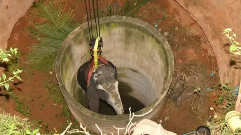 El elefante caído en un pozo en la India El elefante caído en un pozo en la India
