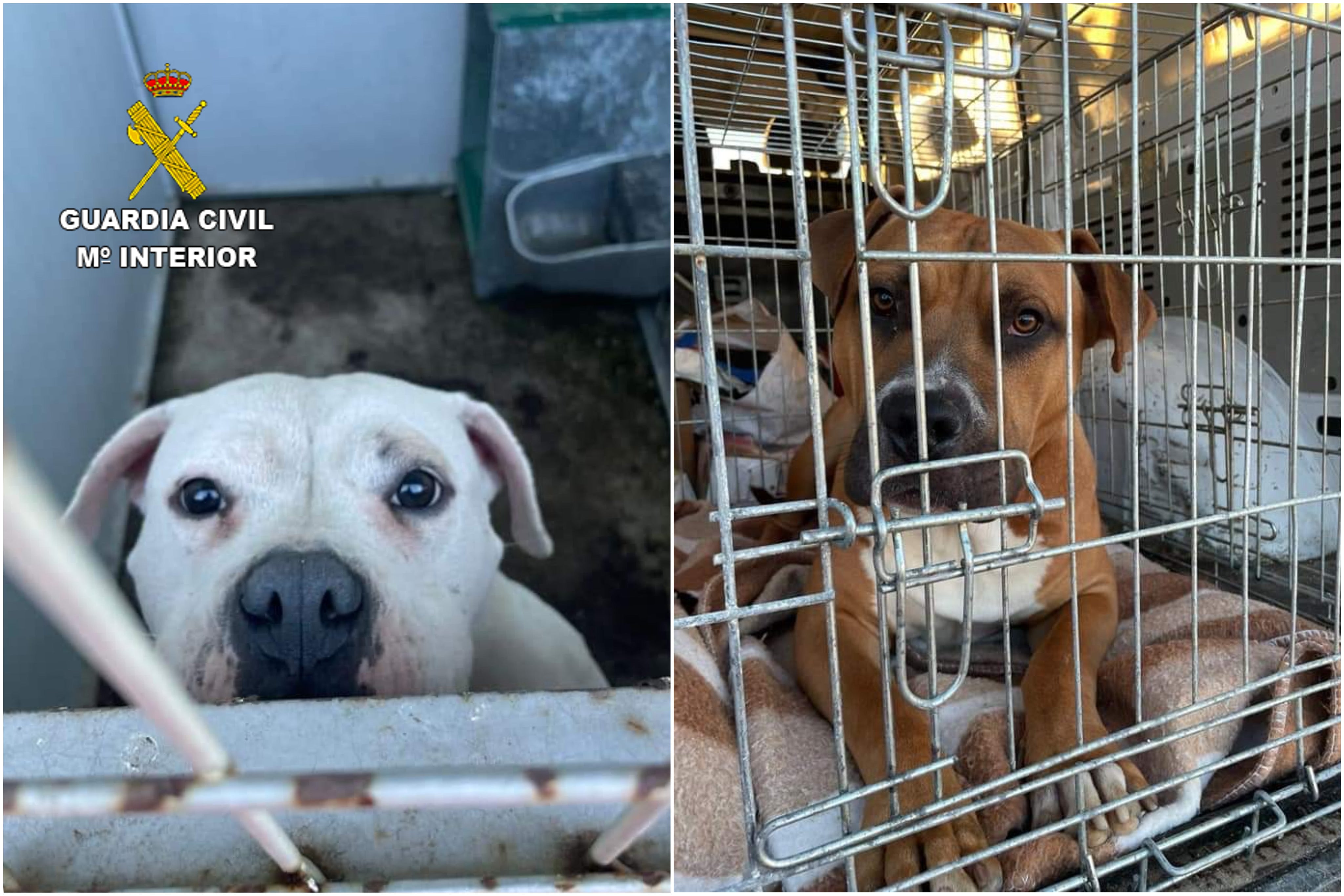 La Guardia Civil rescata a dos perros abandonados en Escalona La Guardia Civil rescata a dos perros abandonados en Escalona