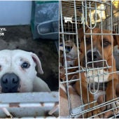La Guardia Civil rescata a dos perros abandonados en Escalona